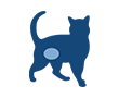 Blasenentzündung bei Katzen