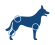 Gelenke - Muskeln - Knochen - Hunde