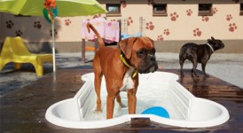Dogs and hot weather: 8 tips
