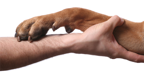 Arthrose erkennen und behandeln