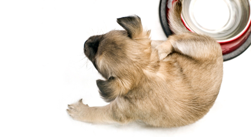Atopische dermatitis (atopie) bij hond en kat