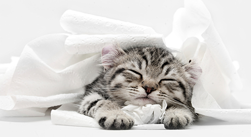 Blaasontsteking bij de kat