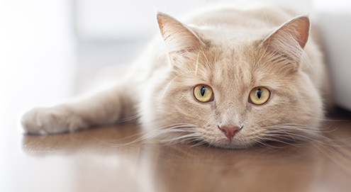 Chronisch nierfalen bij de kat