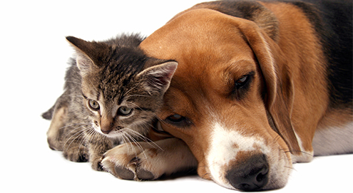 Chronische nierinsufficiëntie bij hond en kat