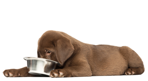 Das Schlingen beim Essen: Ursachen des schnellen Fressens beim Hund und Gegenmaßnahmen