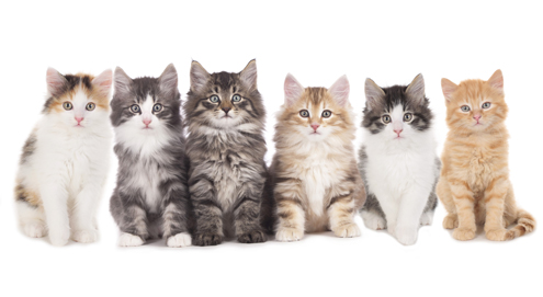 De aanschaf van een kitten
