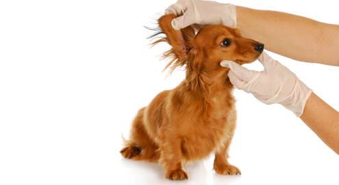 De verzorging van de oren van hond en kat
