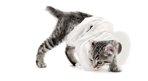 Durchfall bei Hund und Katze