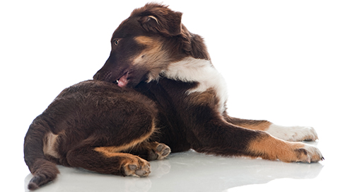 Fühlt sich Ihr Hund wohl in seiner Haut?