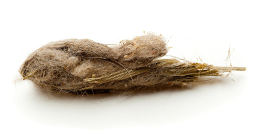Haarballen bij de kat