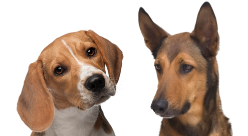 Alles over het oor en oorontsteking bij de hond