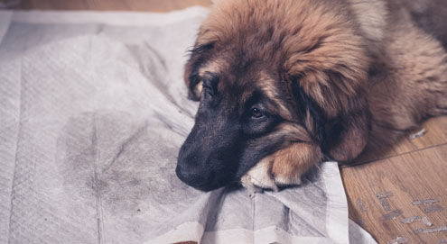 Hilfe! Mein Hund uriniert in die Wohnung; Was jetzt?