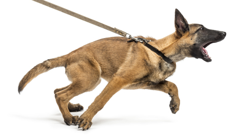 Hilfe, mein Hund zieht an der Leine