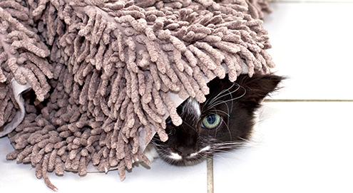 Hilfe! Meine Katze uriniert ins Haus. Was jetzt?