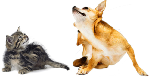 Hotspot bij hond en kat