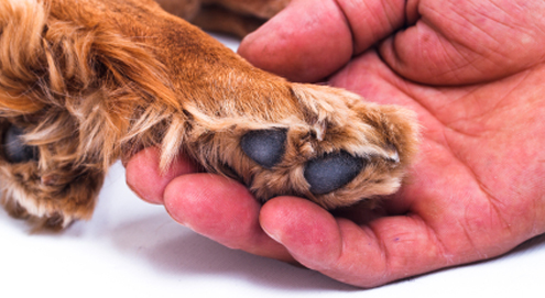 Huidproblemen bij hond en kat
