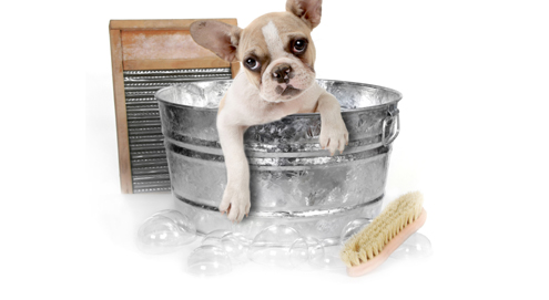 Hunde-Shampoo