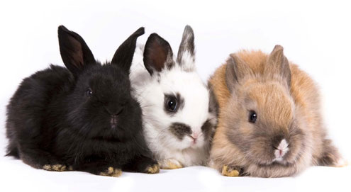 Kaninchen als Haustier halten