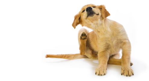 Luizen bij hond en kat