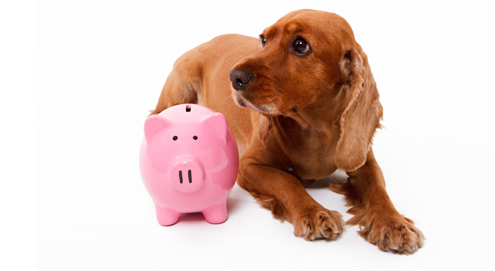 Medpets.nl Kortingscode - Alle kortingscodes op een rij
