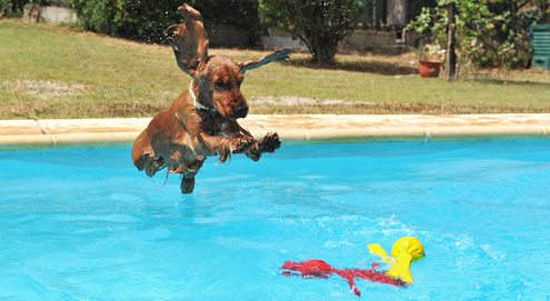 Op vakantie met uw huisdier? Tips en advies
