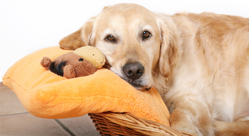 Scheinträchtigkeit bei Hunden