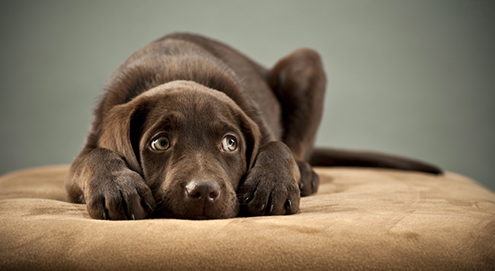 Silvestertraining für Hunde