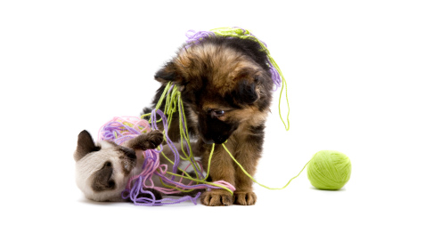 Spielzeug für Hund, Katze und Pferd