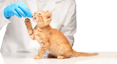 Spulwürmer bei Hunden und Katzen