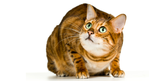Stress bei Katzen: Ursachen und Folgen
