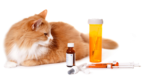 Tipps für die Anwendung von Tabletten, Salben, Halskrausen & Hilfsmittel