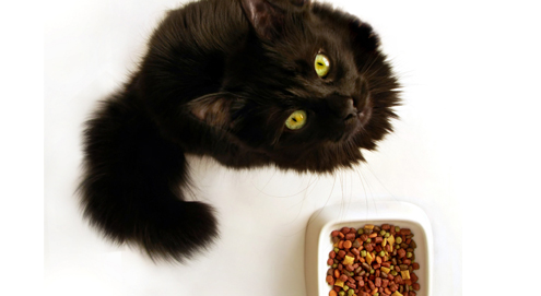 Voeding en vachtverzorging van allergische honden en katten