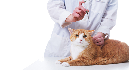 Zuckerkrankheit (Diabetes mellitus) bei Katzen